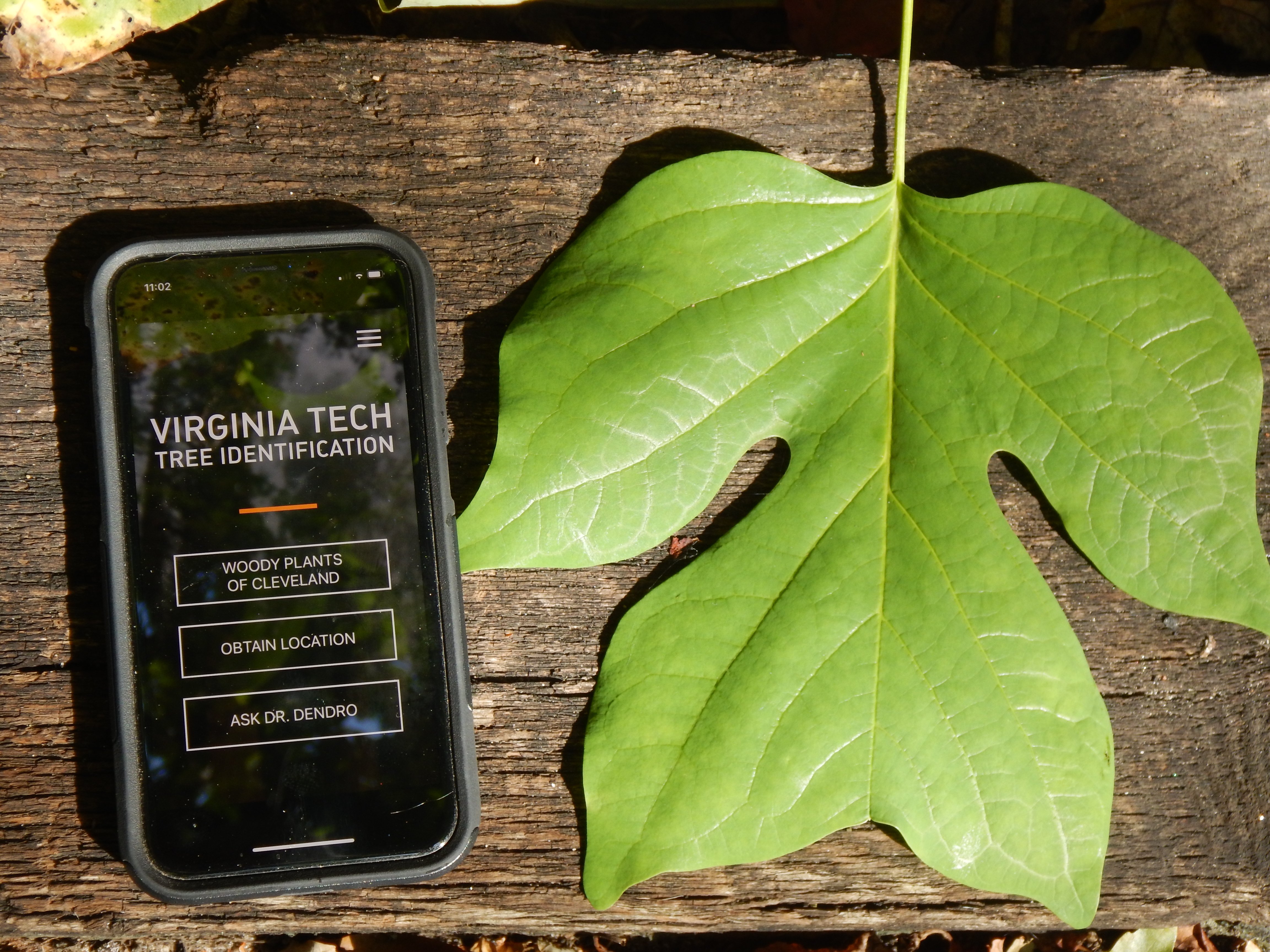 Apps For Tree Identification And They Re All Free   DSCN6062 (002) 